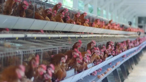 Henhouse chickens in eggs procuction 库存影片 62626296
