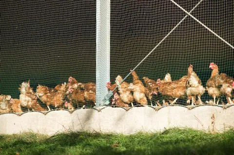 Henhouse Stock Photos