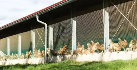 Henhouse Stock Photos