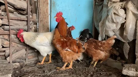 Henhouse two cocks and hens 스톡 동영상 101023318