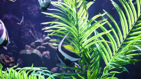 Heniochus Butterflyfish Stock-Footage 344247645