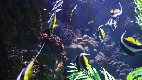 Heniochus Butterflyfish Stock-Footage 344248123