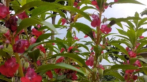 Henna flowers under bright clouds Stock Footage 327513958