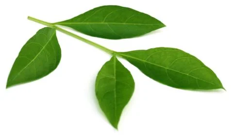 Henna leaves Stock Photos