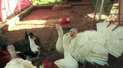 Hennery 1 Stockbeeldmateriaal 21363200