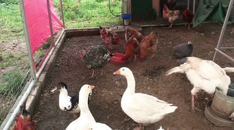 Hennery 2 Stockbeeldmateriaal 21363520