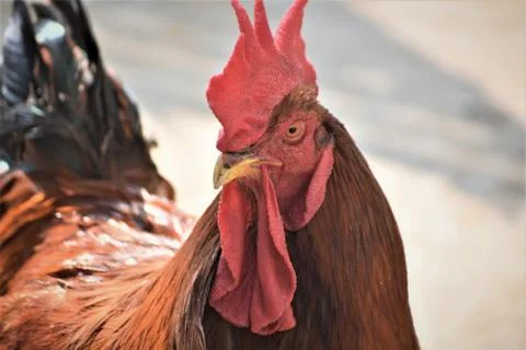 HEN/ROOSTER Stock Photos
