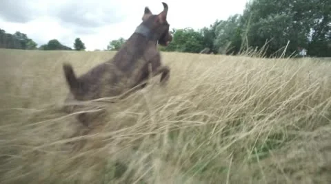 Henry Gruff 02 Stock Footage 54114527