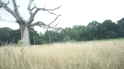 Henry Gruff 07 Stock Footage 54114977