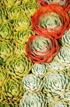 Hens and chicks Stock Photos