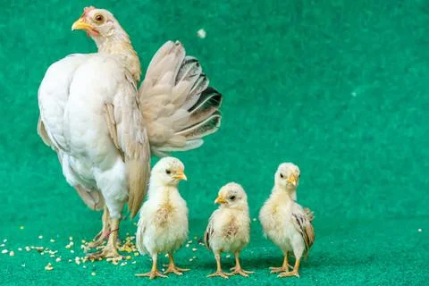 Hens and chicks Stock Photos