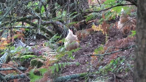 Hens and cocks in the forest 1 Video stock 50881793