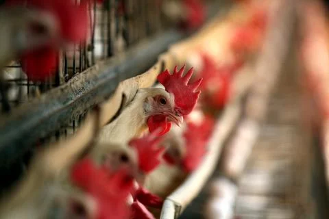 Hens and cocks put his head out of cages in poultry farm in Sangli, Maharas.. Stock Photos