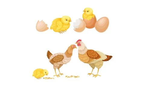 Hens and hatched chicks. Poultry breeding vector illustration Illustrazione stock
