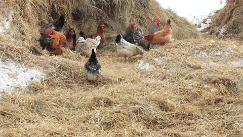 Hens and haystack Stock Footage 74154433