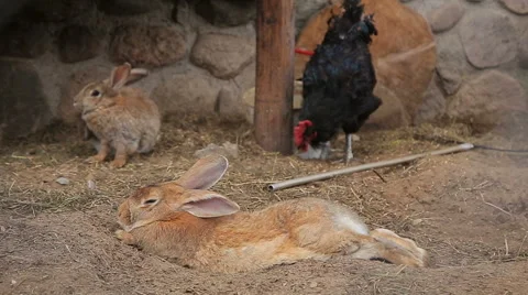Hens and rabbits in a coop Stock Footage 66644928