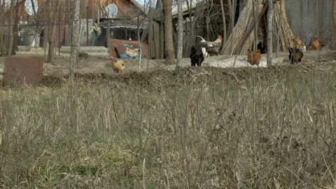 Hens and rooster are walking in the yard of an old house Vídeos de archivo 142804120