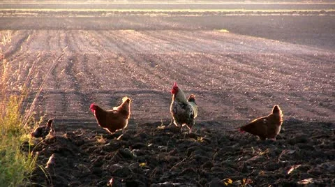 Hens and rooster Stock Footage 10606842