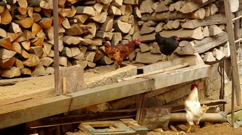 Hens and rooster. Stock Footage 34249503