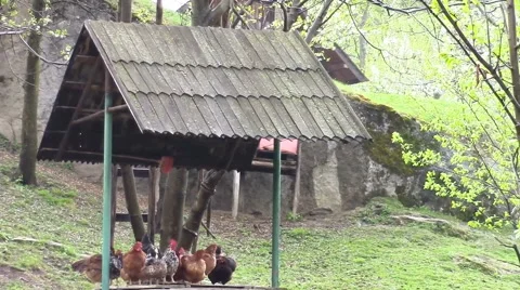 Hens and rooster Stock-Footage 49598116