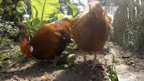 Hens and rooster Stock Footage 113785043