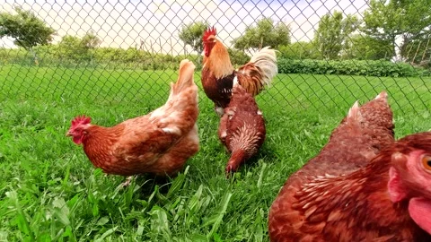 Hens and rooster foraging grass for food on free range farm Stock Footage 172546735
