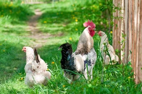 Hens and rooster Stock Photos
