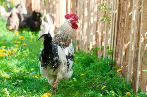 Hens and rooster Stock Photos