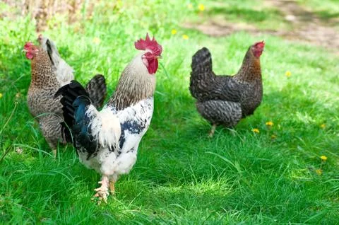 Hens and rooster Stock Photos