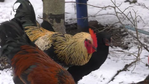Hens and rooster in yard covered with snow Video stock 101189427