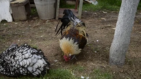 Hens and roosters feed on thraditional rural farm yard. Free range breeding Stock Footage 70328162