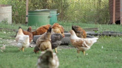 Hens and roosters 库存影片 79756874