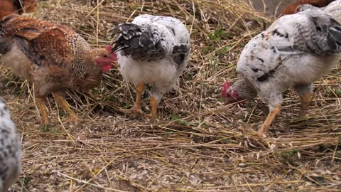 Hens and roosters rake wheat bran with their paws and eat Stock Footage 249108352