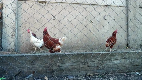 Hens are behind the cage walking an eating their food. Domestic birdslive on Stock Footage 140670751
