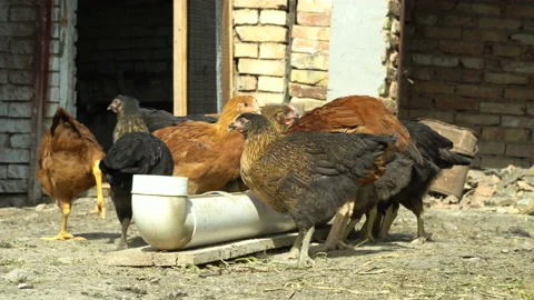 The Hens Are Eating, Close-Up. Stock Footage 131088157