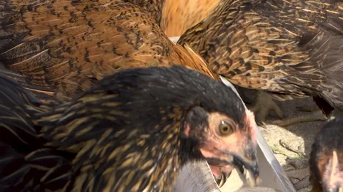 The Hens Are Eating, Close-Up. Stock Footage 131091726