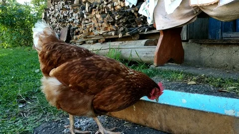 The hens are eating. 動画素材 98187923