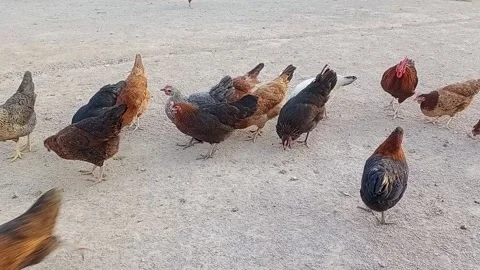 Hens are Feeding in a field Stock Footage 148040344
