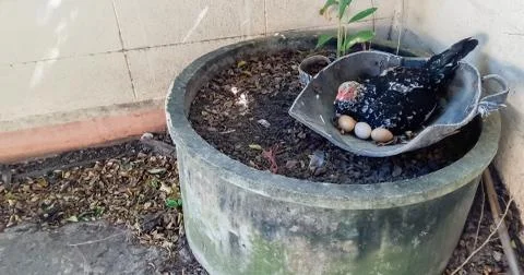 Hens are hatching eggs Stock Photos