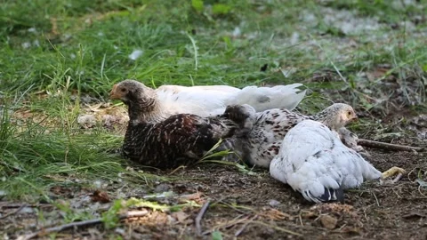 Hens are resting and taking sand bathes on the domestic farmyard Stock Footage 202610598