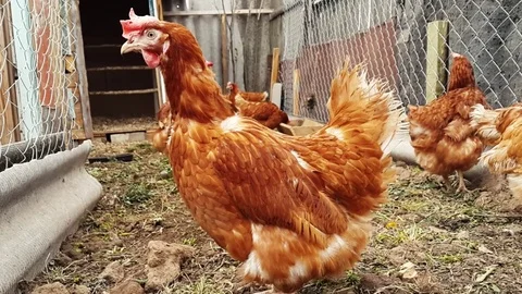 The hens are walking in the pen. Stock Footage 80759669