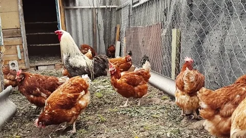 The hens are walking in the pen. Stock Footage 80759832