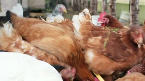 Hens in the backyard 스톡 동영상 83714175