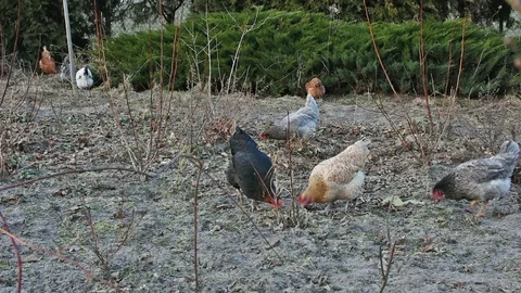 Hens in the backyard 스톡 동영상 86689958