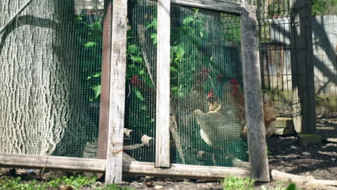 Hens with beautiful red combs walking near the fenced barn in a sunny day, farm Stock Footage 317771998