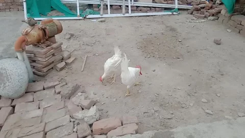 Hens Beginning Their Morning Routine on the Earthy Ground Stock Footage 346427969