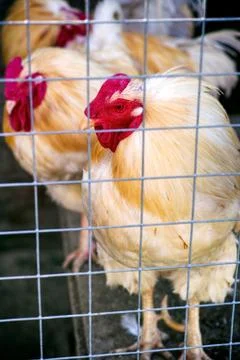 Hens behind the grid Stock Photos