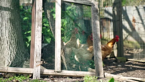 Hens behind rustic wire mesh fence in wooden coop Stock Footage 325618262