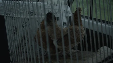 Hens in a Cage Stock Footage 93157390