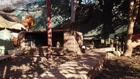 Hens in the chicken coop 動画素材 237335069